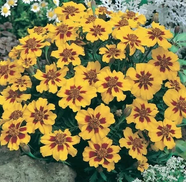 French Marigold Seeds, Dwarf, Naughty Marietta, 200 Seeds, Easy to Grow, Tagetes patula