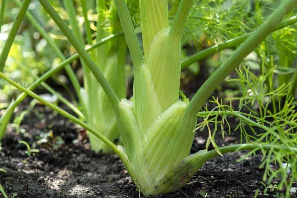 Florence Fennel Seeds, Anise Aroma, Non-GMO, Finocchio Variety, Herb Garden Seed