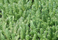 Sedum Seeds 200 Count, Blue Spruce Hardy Sedum, Yellow Flowers in Summer, Sedum rupestre