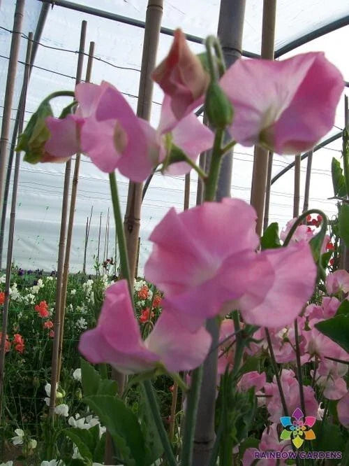 Sweet Pea Seeds - 50+ Pack - Solstice Light Pink - Lathyrus odoratus - USA - Free Shipping