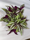 Wandering Jew Plant Cuttings - 10 Rooted Cuttings - Tradescantia zebrina
