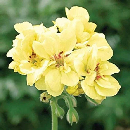 Yellow Geranium Seeds | 10 Perennial Flower Seeds | Geranium spp. | US Seller