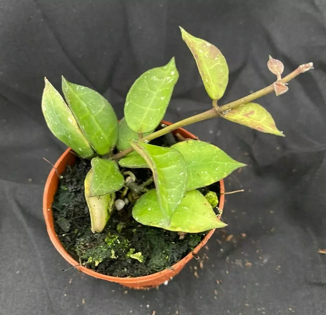 Hoya lacunosa var. lacunosa, Two Rooted Plants, 2" Pot, Fragrant Wax Plant