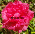 Moss Rose Cuttings 10 Unrooted Deep Pink Portulaca Grandiflora