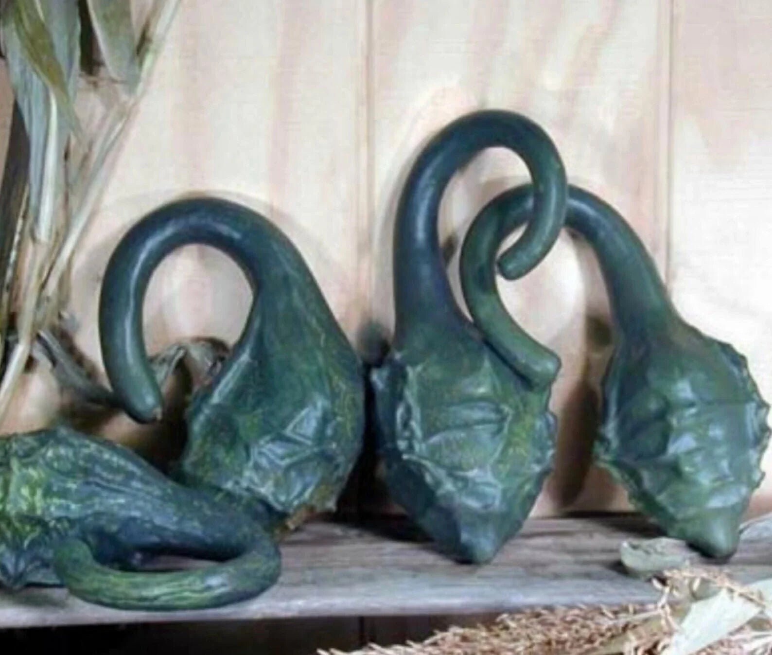 Caveman's Club Dinosaur Gourd Seeds - 10 Heirloom Maranka Squash Seeds - Rare Heirloom Variety
