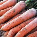 Scarlet Nantes Carrot Seeds - Heirloom Variety, Non-GMO, 1000+ Seeds, Perfect for Home Gardening