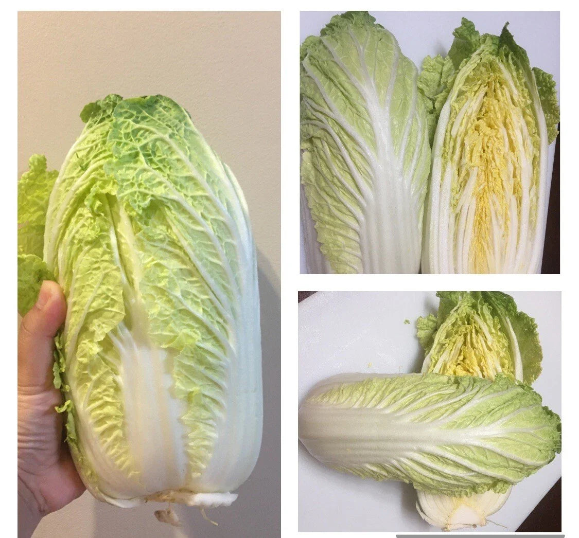 500+ Chinese Cabbage Seeds, Michihili Heading Cabbage, Brassica rapa, Heirloom Vegetable Seeds for Home Garden