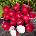 Radish Seeds - 300+ NON-GMO Heirloom Seeds for Fresh Garden | Raphanus sativus