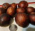Lula Avocado Fruit Tree Seeds - 2 Seeds - Persea Americana - High Yield Variety for Home Garden