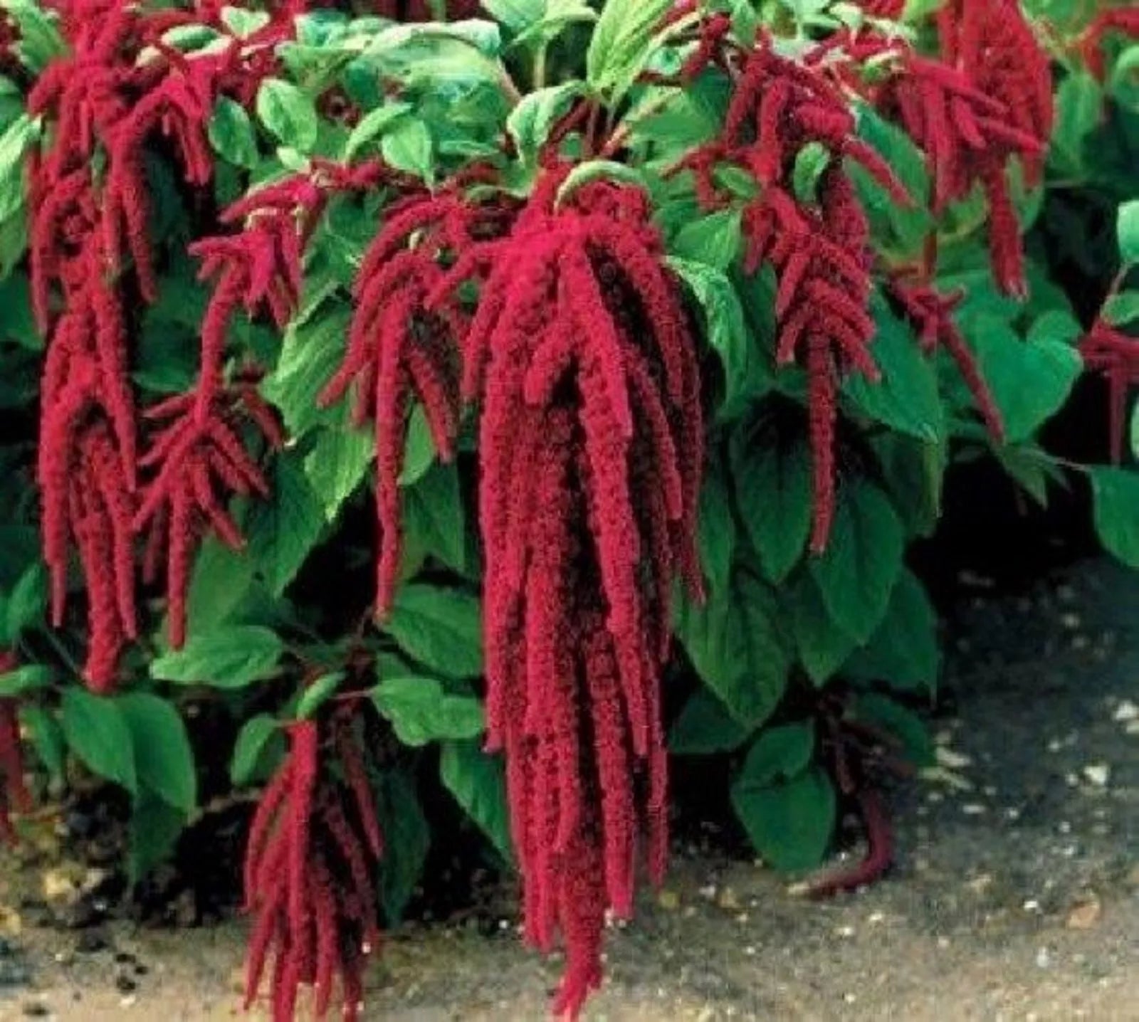 Love Lies Bleeding Flower Seeds - 1000 Seeds - Amaranthus caudatus - Vibrant Red Blooms, Easy to Grow, Perfect for Gardens