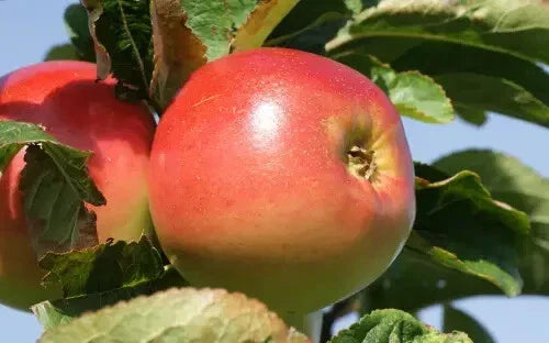 Winter Banana Apple Seeds - 25+ Pack for Garden Planting - Malus domestica - USA Grown, Non-GMO, Organic