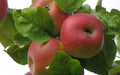 Brabant Bellefleur Apple Seeds - 25+ Pack for Garden Planting - Malus domestica - USA Shipping Available
