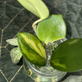 Hoya Rooted Cuttings - Chelsea, Sigillatis & Lisa - Tropical Houseplants for Indoor Gardening - Hoya spp.