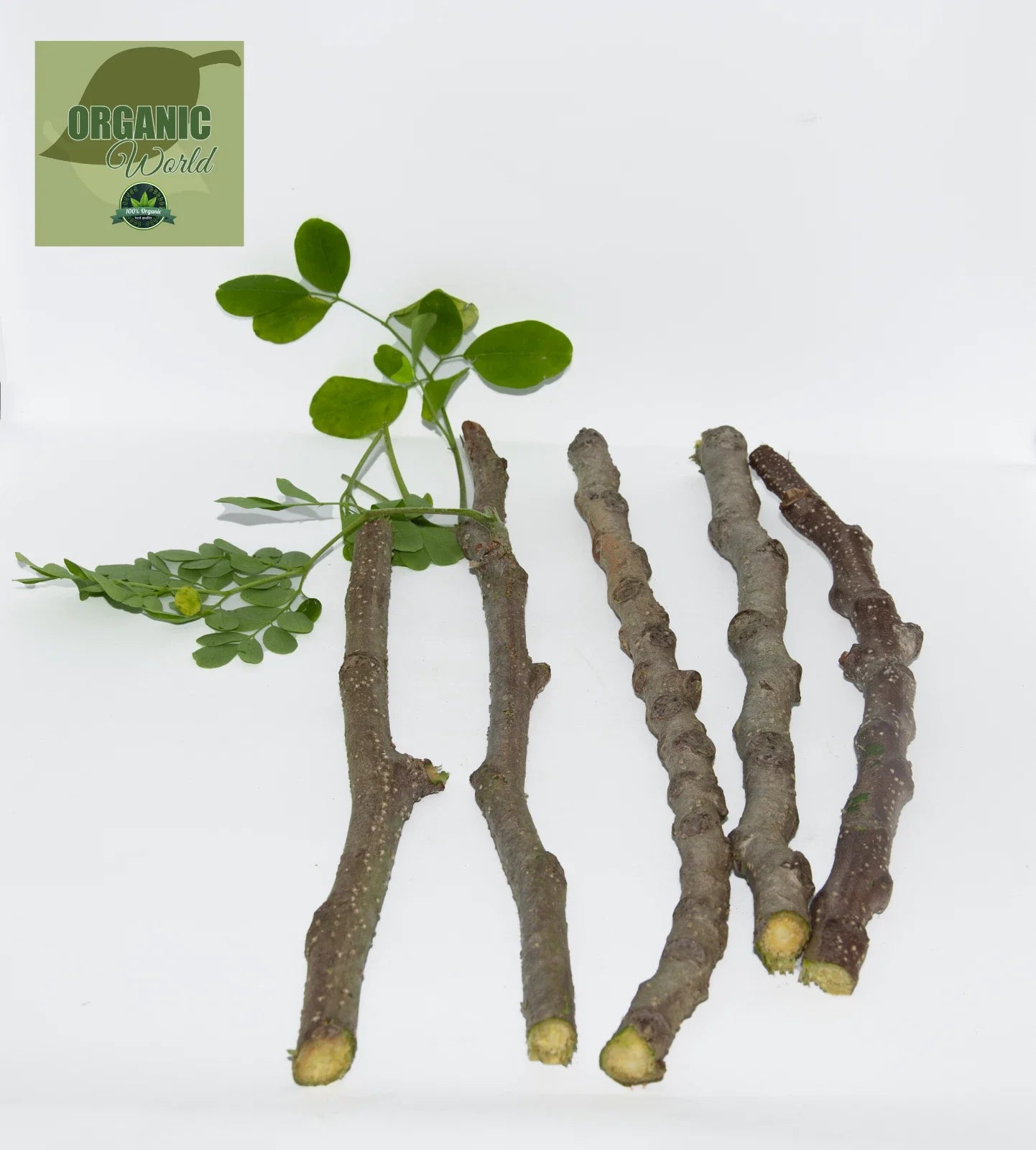 Organic Moringa Cuttings - 5 Pack - Moringa oleifera - Florida Grown