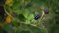 Forest Raspberry Plant, Heritage Variety, Organic, Bare Root - Rubus idaeus