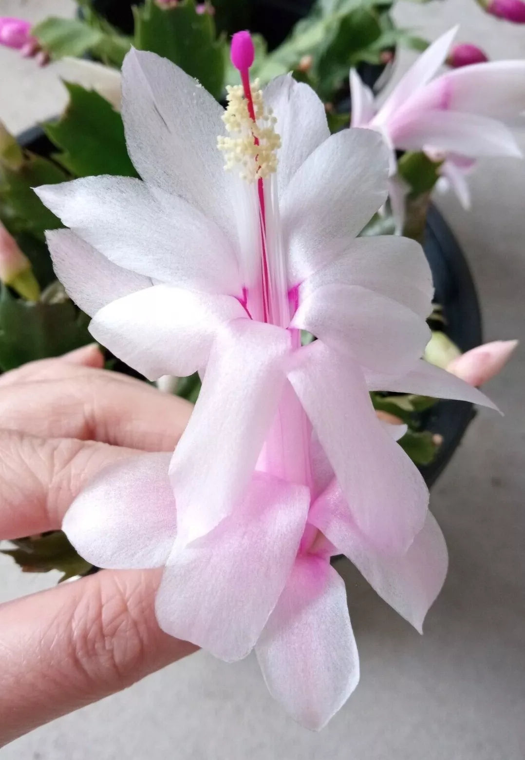 Thanksgiving Holiday Cactus 5 Pack Pink Schlumbergera Zygocactus Ready to Plant