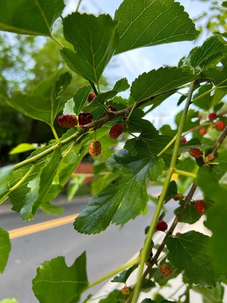 White Mulberry Tree Seeds - Morus Alba - Edible Fruit, Hardy, Fast-Growing, Easy to Grow