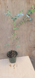 Silver Dollar Eucalyptus Plant in 4" Pot - Eucalyptus cinerea - Live Indoor/Outdoor Foliage