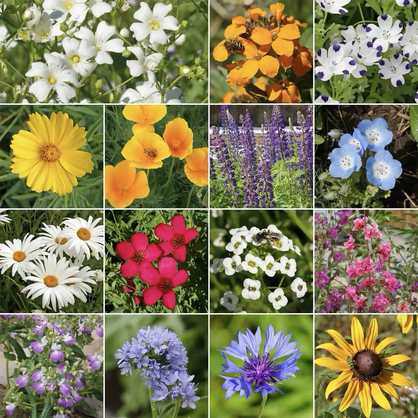 Pacific Northwest Wildflower Seed Mix - 250 Seeds - Hummingbird Attracting Varieties - Native Wildflowers (Various Species)