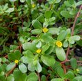 Small Purslane Plants 6-Pack - Edible Succulent - Portulaca Oleracea - Omega-3 Rich, Tangy Flavor for Salads