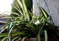 Green Live Spider Plant Cuttings - 5 Bare Root Mixed Varieties - Strong & Healthy Babies - Chlorophytum comosum