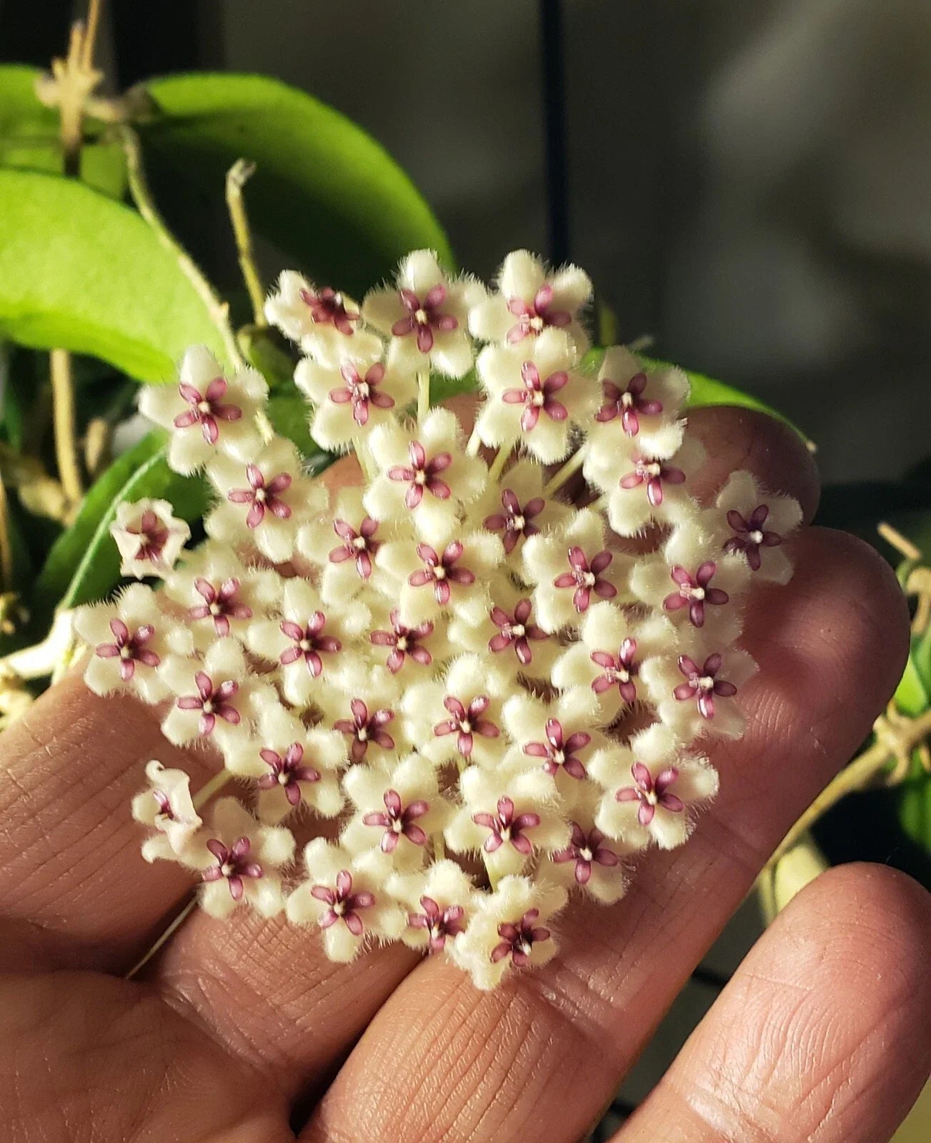 Hoya Phuwuaensis Plant - 3 1/4" Pot - Rare Wax Vine with Beautiful Flowers - Tropical Houseplant