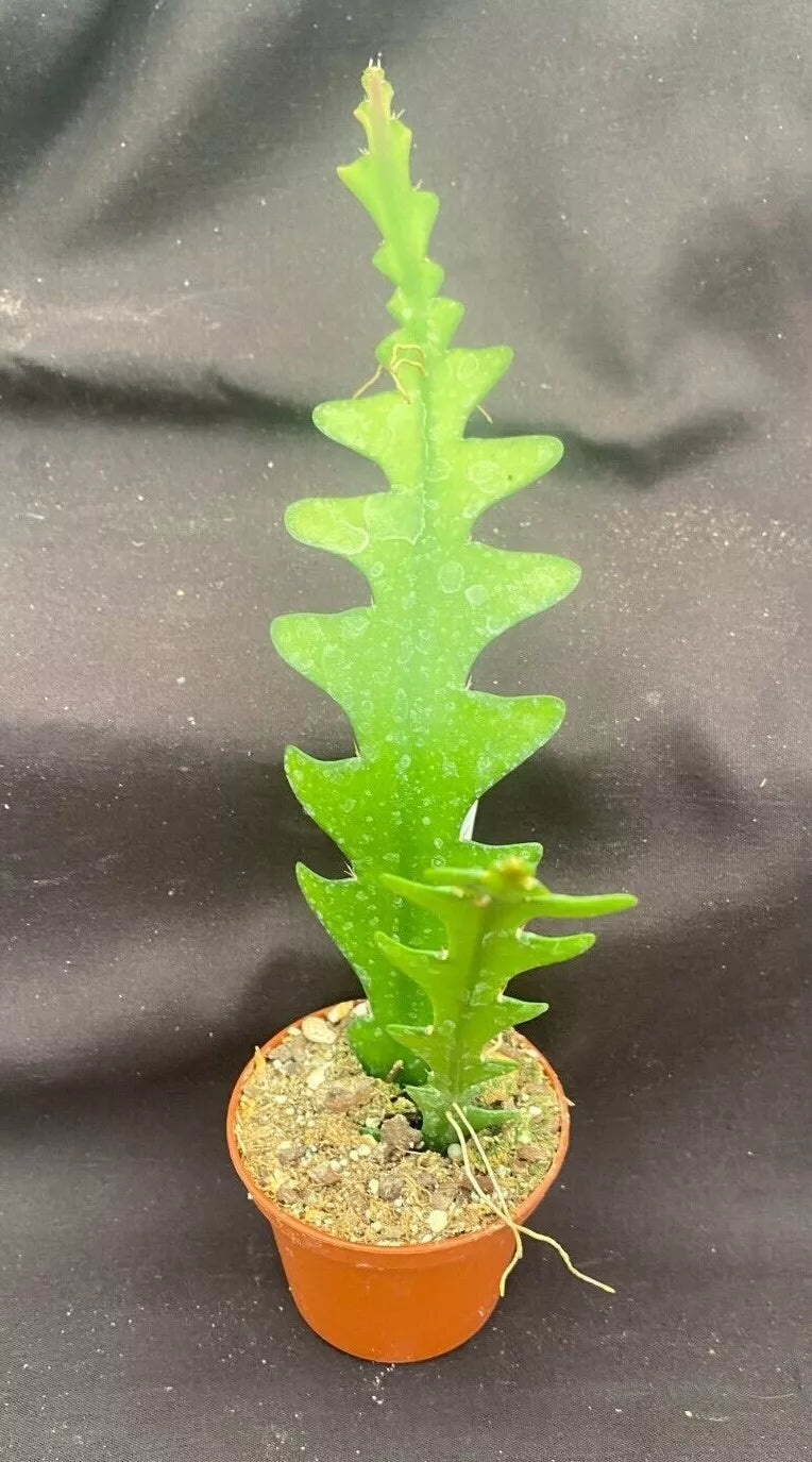 Fishbone Cactus 2.5" Pot - Epiphyllum anguliger, Two Rooted Plants