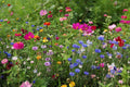 Northeast Wildflower Seed Mix - 19 Annuals & Perennials for Native Gardens - Free Shipping
