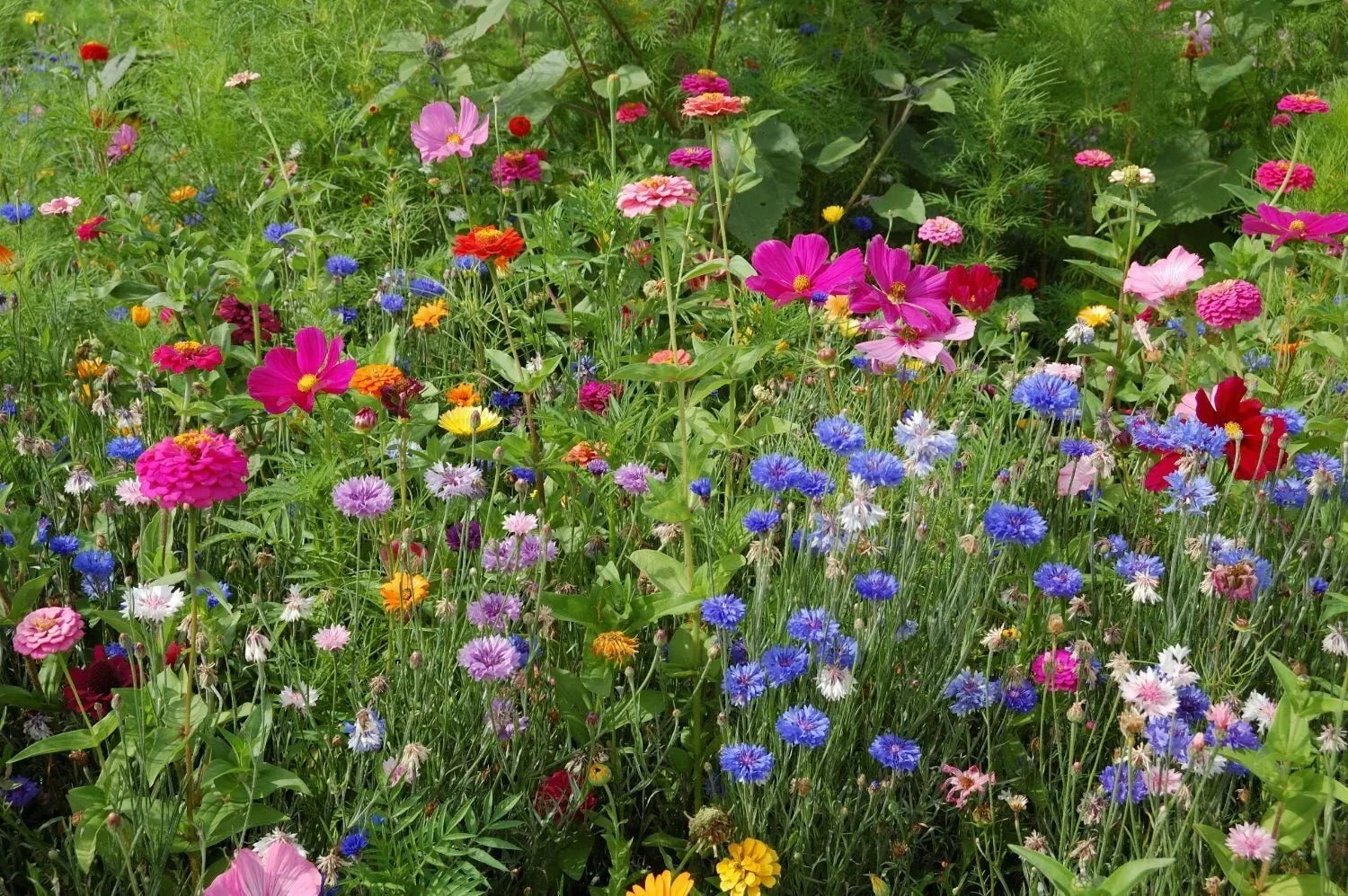 Northeast Wildflower Seed Mix - 19 Annuals & Perennials for Native Gardens - Free Shipping
