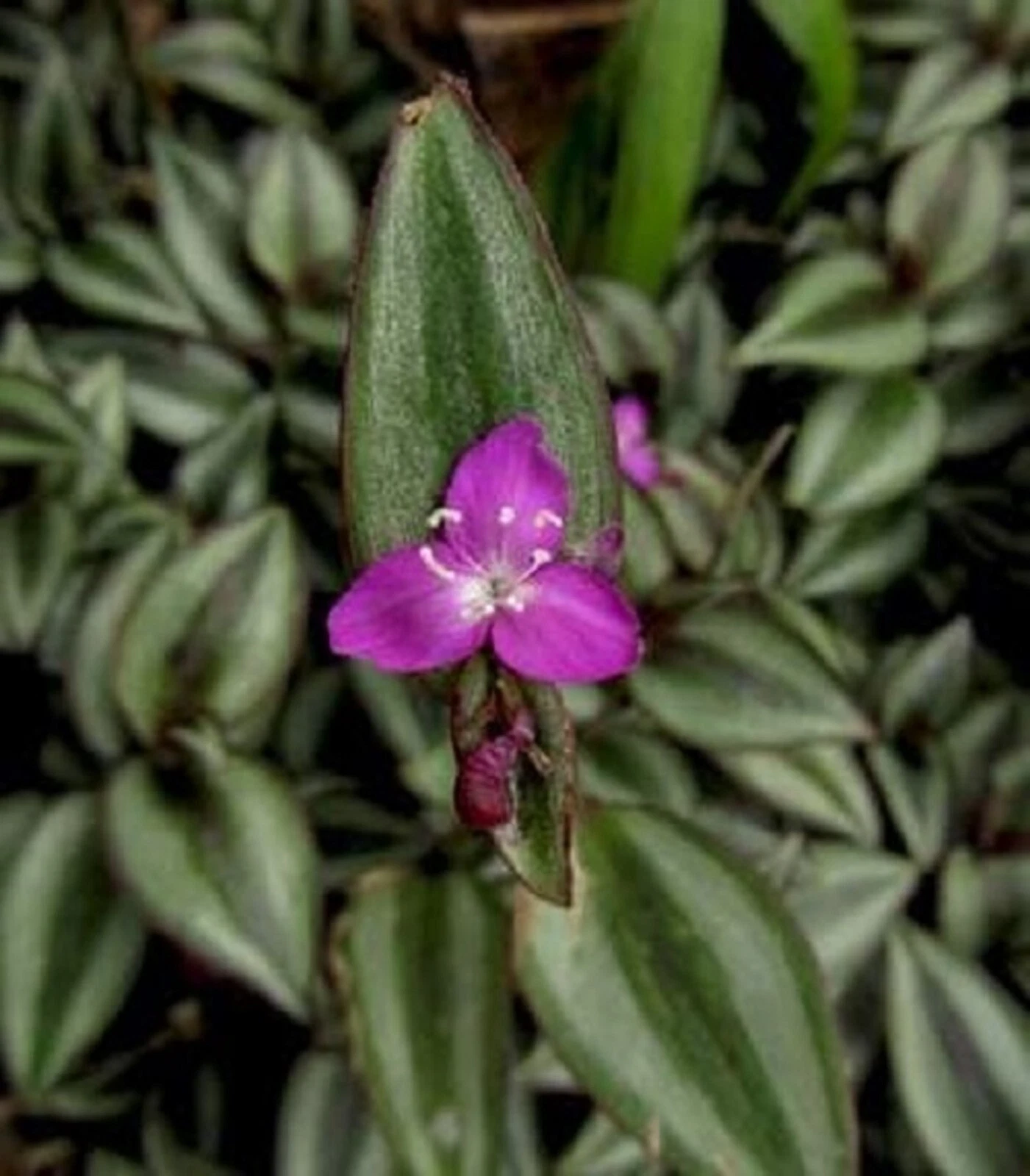 5 Potted Tradescantia Zebrina Evanesce Wandering Jew Live Plants Pink Purple Foliage Indoor Houseplant