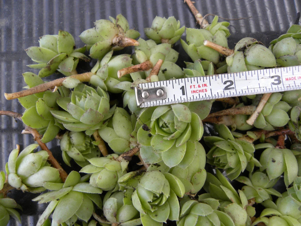Sempervivum Chicks 50 Unrooted Succulent Plants Purple-Blue Green Hens & Chicks Ground Cover Zone 2-9 Low Maintenance