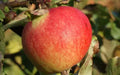Kidd's Orange Red Apple Seeds - 25+ Seeds for Garden Planting - Malus domestica - USA Grown