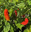 Red Ghost Pepper Plants - 2 Bhut Jolokia per Pot - Live Hot Chili Peppers - 4" Pot - Capsicum chinense