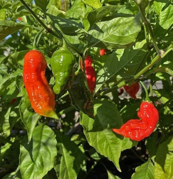 Red Ghost Pepper Plants - 2 Bhut Jolokia per Pot - Live Hot Chili Peppers - 4" Pot - Capsicum chinense