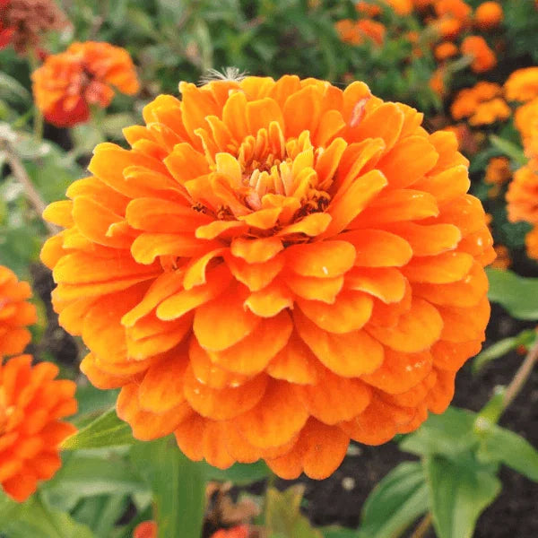 Zinnia Seeds | Giant 5" Double Orange Flowers | Heirloom Orange King | Zinnia elegans
