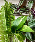 Live Rooted Plant Cuttings - 15 Pack - Pothos, Ferns, Wandering Jew - Indoor Houseplants