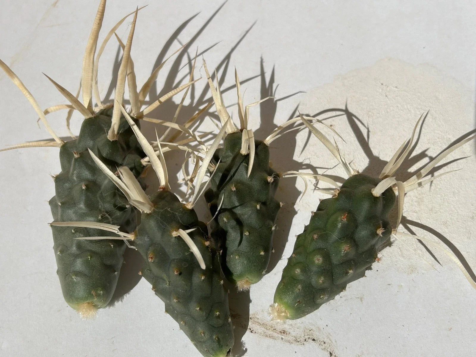 Tephrocactus articulatus v. papyracanthus Paper Spine Cactus Cuttings - 4 Pieces - Unique Succulent Plant Decor