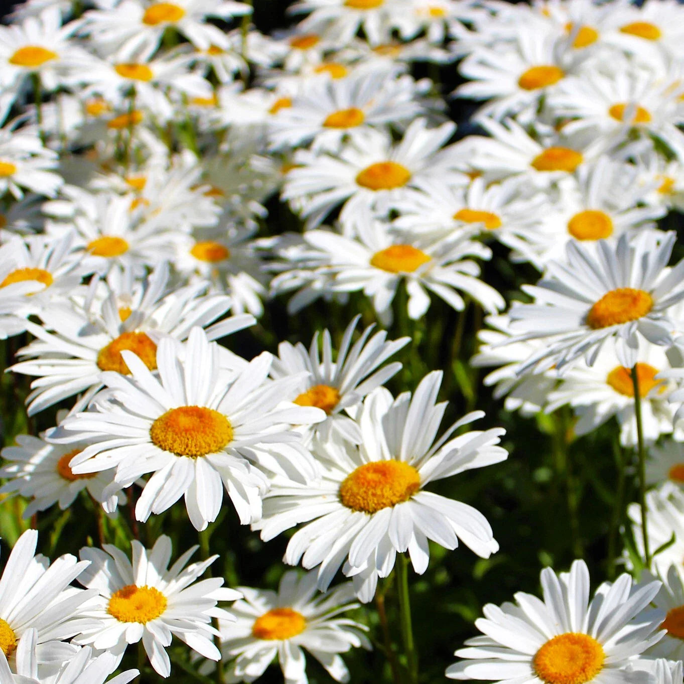 Shasta Daisy Seeds - Classic White Perennial Wildflower - Leucanthemum x superbum - 2025