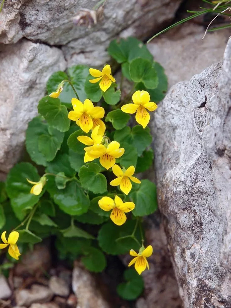 Yellow Violets Bare-root Plants | Viola Rotundifolia | Native Perennial Ground Cover