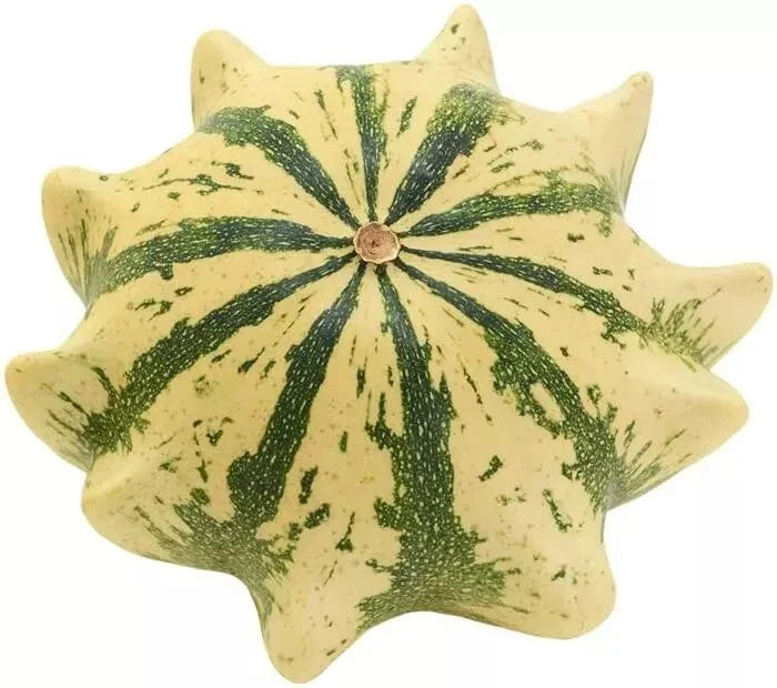 Crown of Thorns Shenot Gourd Seeds - 30+ Heirloom Organic Squash - Non-GMO - Ideal for Home Gardening
