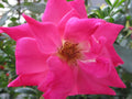 Pink Rose Cuttings - 5 Organic Ready to Root and Plant - Rosa spp.