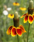 Mexican Hat Flower Seeds - 1000 Count - Native, Drought Tolerant, Deer Resistant (Ratibida columnifera)