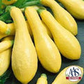 Premium Organic Seeds for Prolific Straightneck Yellow Squash - Cucurbita pepo - Non-GMO, Heirloom Variety