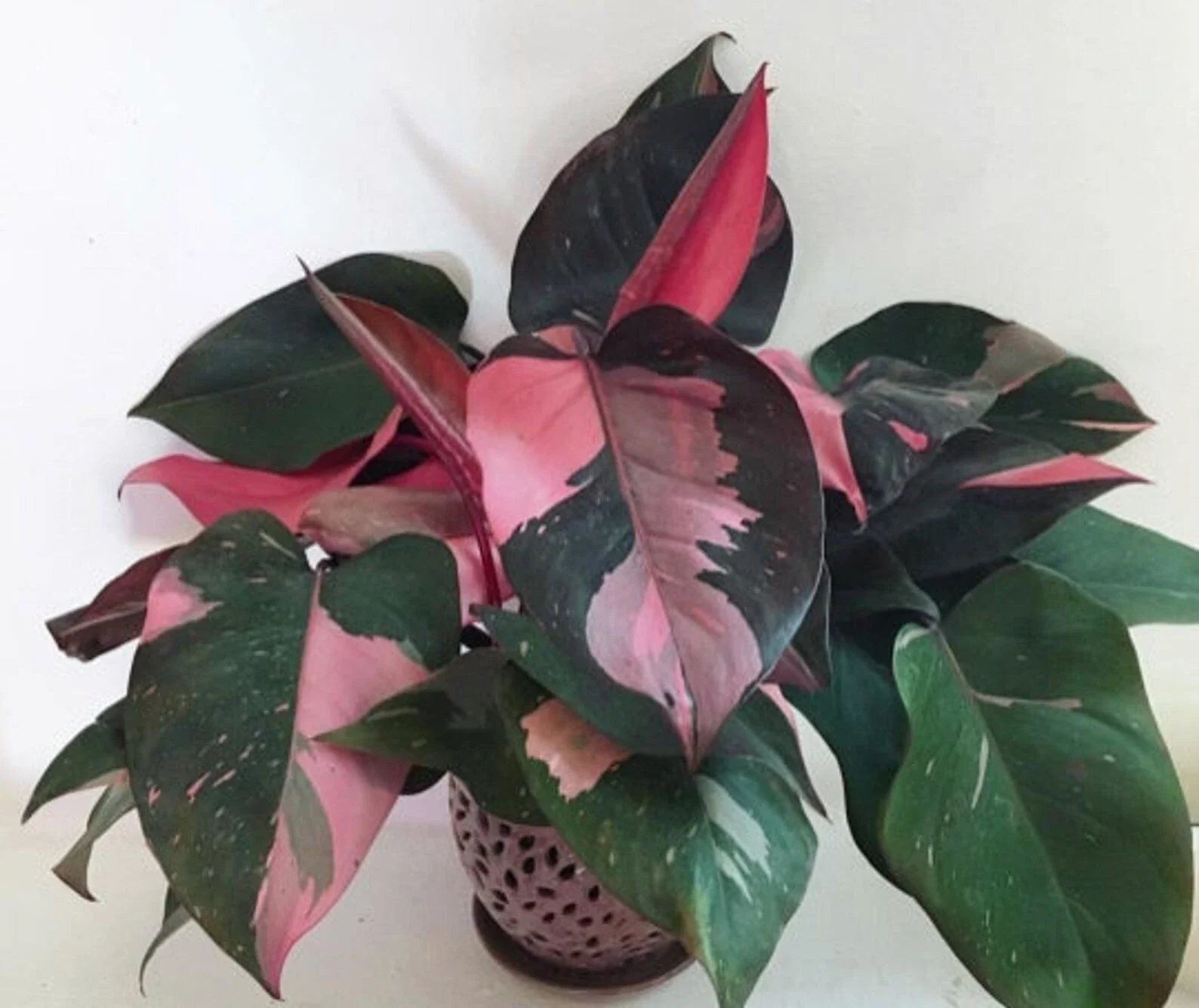 Pink Princess Variegated Philodendron Small Rooted Starter Plant - Rare Houseplant, Philodendron erubescens