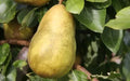 Gorham Pear Seeds - 25+ Seeds for Garden Planting - Pyrus communis - USA Origin - Free Shipping