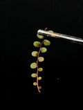 Marcgravia sp Melon Cutting - 10 Leaf Terrarium Plant - Unique Tropical Foliage for Indoor Gardens
