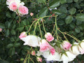 Frosty Pink Rose Cuttings - 4 Florabunda Rooting Cuttings - Rosa 'Frosty Pink'