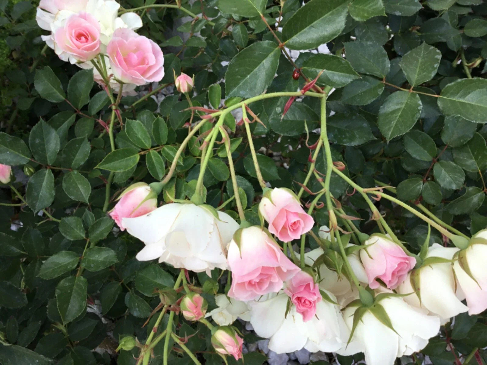 Frosty Pink Rose Cuttings - 4 Florabunda Rooting Cuttings - Rosa 'Frosty Pink'