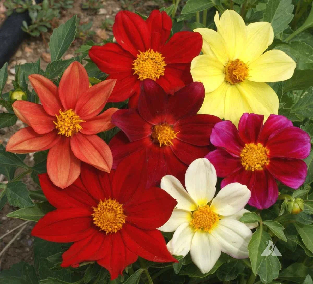 Dahlia Seeds Mixed Colors Dwarf Cut Flower Garden Annual 200 Non-GMO - Perfect for USA Gardens