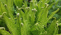 Fiddlehead Fern Plants - Buy 1 Get 1 Free - Large Green Ferns - Matteuccia struthiopteris